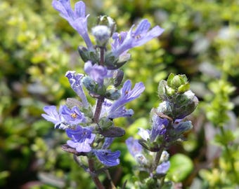 AJUGA CHOCOLATE CHIP Bugleweed Valfreda Shade Garden Ground Cover Live Plant Blue Flowers Bronze Leaves