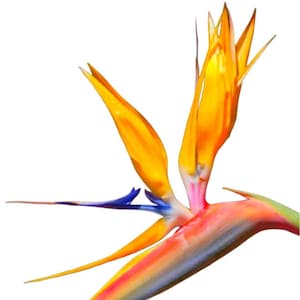 Yellow Bird of Paradise, Strelitzia reginae Mandelas Gold, Live Plant, 6 Inch Pot