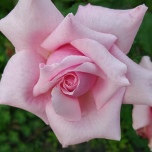 Belinda's Dream Heirloom Rose Bush Plant Fragrant Double Pink Flower Perpetual Bloomer 6 to 8 " Tall - 4 Inch Pot