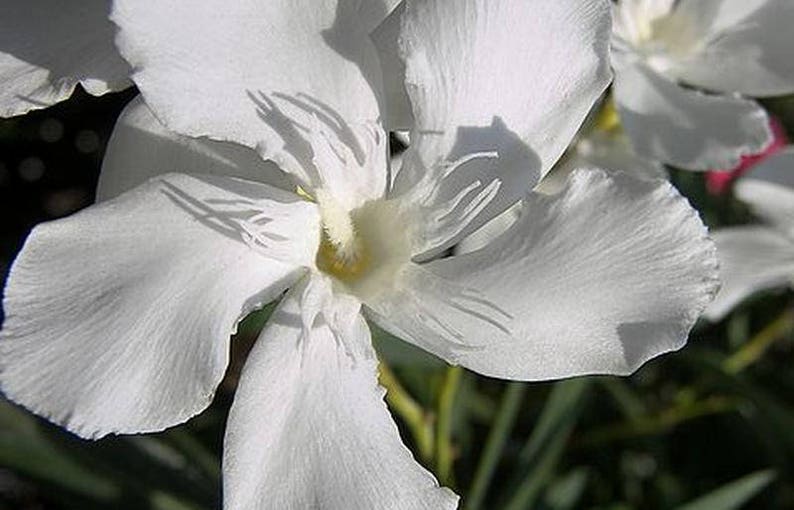 OLEANDER WHITE Semi-Tropical Live Plant Salt Tolerant Flowering Shrub Starter Size 4 Inch Pot Emerald TM