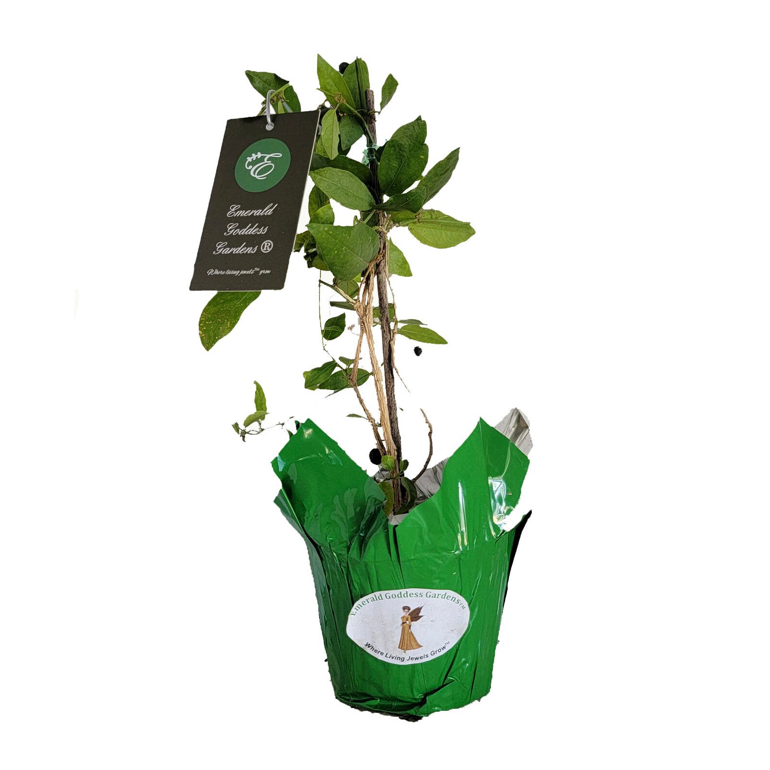 CORKY STEM Passion Flower Vine Live Plant Passiflora Suberosa Etsy