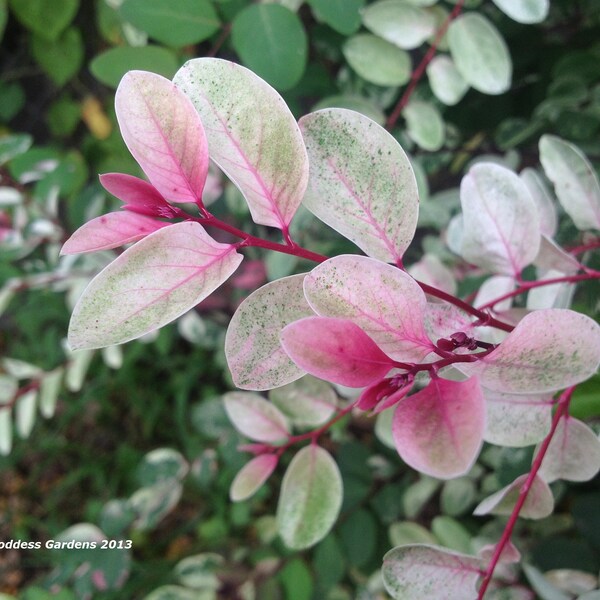 SNOWBUSH Snow on the Mountain Variegated Pink Green White Unusual Leaf Tropical