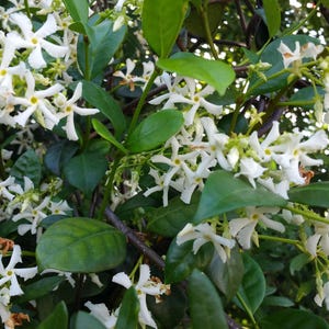 Jasmine White Southern Vine Live Plant Fragrant Spring Flowers Spring Starter Size 4 Inch Pot