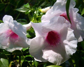 Pandora Vine Pink Live Plant Pandorea jasminoides Romantic Fragrant Trumpet Bloom Climbing Semi Tropical Starter Size 4 Inch Pot