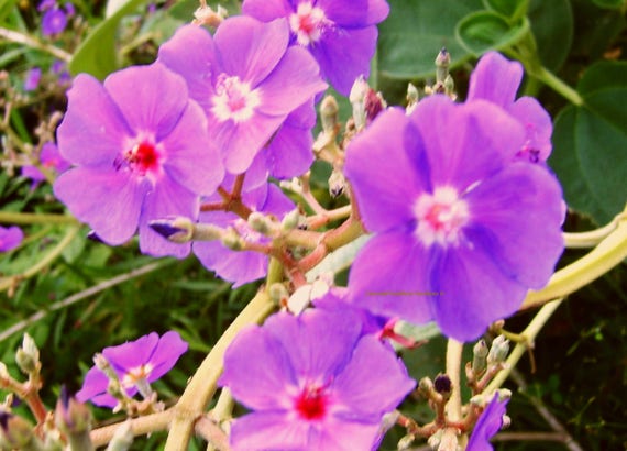 SILVER LEAF TIBOUCHINA Princess Flower Rare Unique Tropical Plant Purple Blue Flower Late Summer Bloom Starter Size 4 Inch Pot Emerald Tm