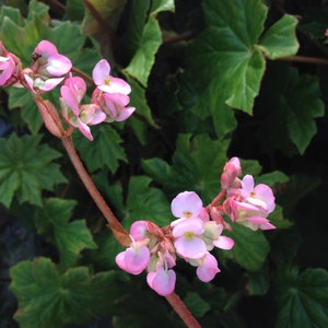 BEGONIA HERCULES heracleifolia Shade Garden Live Plant Huge Leaf Pink Flower Tropical Indoor Outdoor Starter Size 4 Inch Pot Emerald R