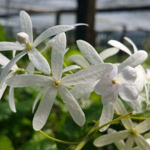 Queen's Wreath White Petrea Vine Live Plant Cascading Blooms 6-8" Tall - 4" Pot