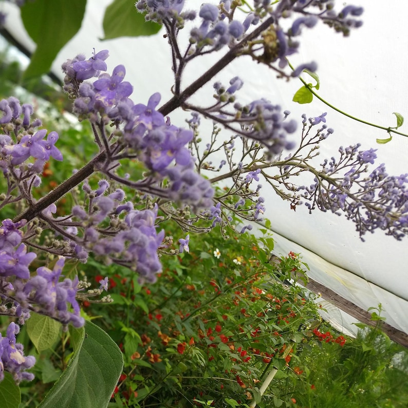 Cornutia Grandiflora Tropical Jamaican Lilac Live Plant Bush Showy Purple Lavender Bloom Fragrant Leaves 4 Inch Starter Size Pot imagen 4