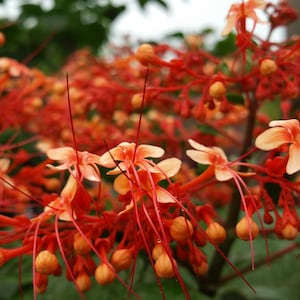 STARSHINE Orange Pagoda Flower Semi-Tropical Plant Flowers Attract Hummingbirds