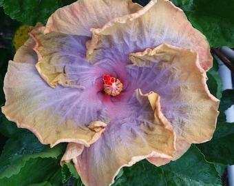 CREOLE LADY Tropical Exotic Cajun Hibiscus Live Plant Extra Large Fancy Single Lavender Yellow Starter
