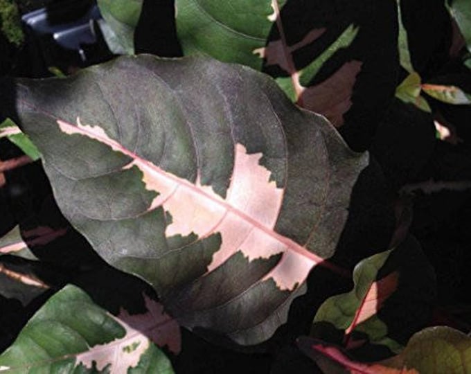 CHOCOLATE CARICATURE Jamaican Croton Tropical Live Plant Bronze Pink