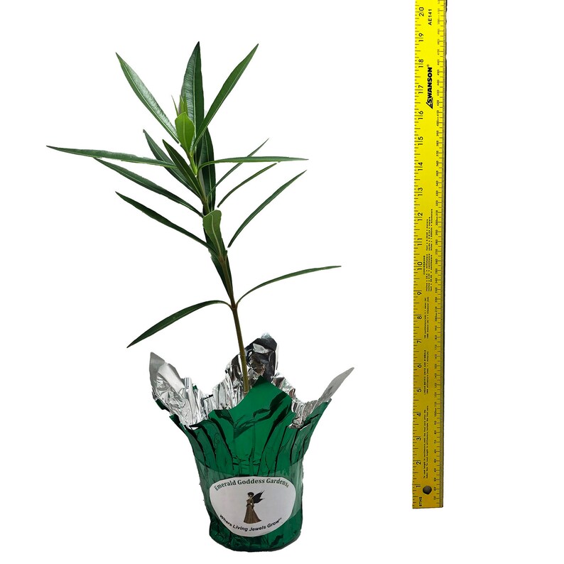 OLEANDER WHITE Semi-Tropical Live Plant Salt Tolerant Flowering Shrub Starter Size 4 Inch Pot Emerald TM