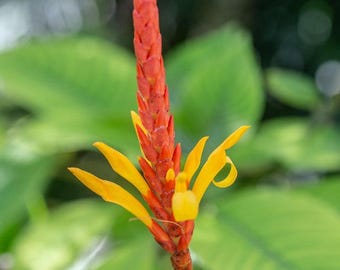Aphelandra Hartwegiana  Unusual Tropical Live Plant, Red Orange Yellow Bloom Spike, 6-12" Tall, 4" Pot