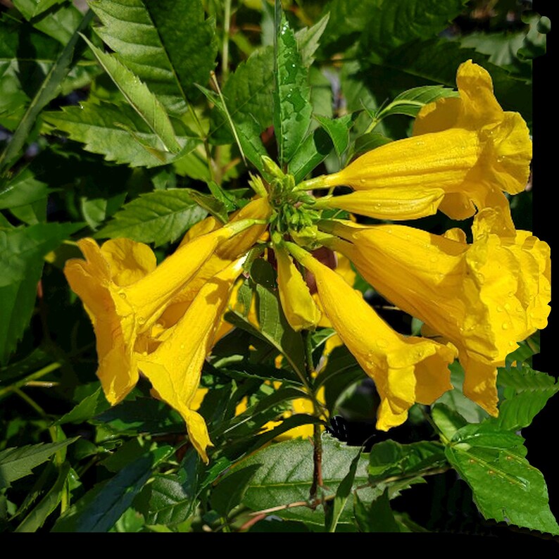 May include: Close-up of vibrant yellow trumpet-shaped flowers with water droplets, surrounded by lush green leaves. The flowers are in full bloom, showcasing their bright color and delicate texture. The image captures the beauty of nature.