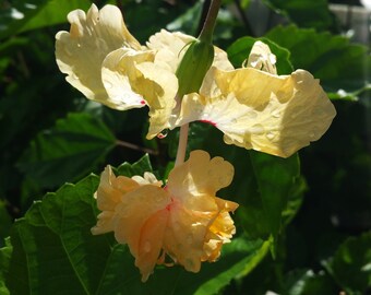 Lions Tail Apricot YELLOW Pom Pom Tropical Hibiscus Live Plant Rare Color Unusual Flower