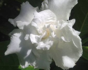 Gardenia VETCHII Live Plant Intensely Fragrant Double White Flowers Spring Summer Bloomer Starter Size Plant 4 Inch Pot Emeralds TM