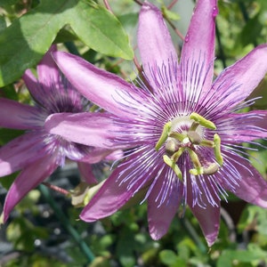 Blue Bouquet Passion Flower Vine Live Plant Passiflora Caerula Etsy Blue Bouquet Passion Flower Vine Live Plant Passiflora Caerula Etsy
