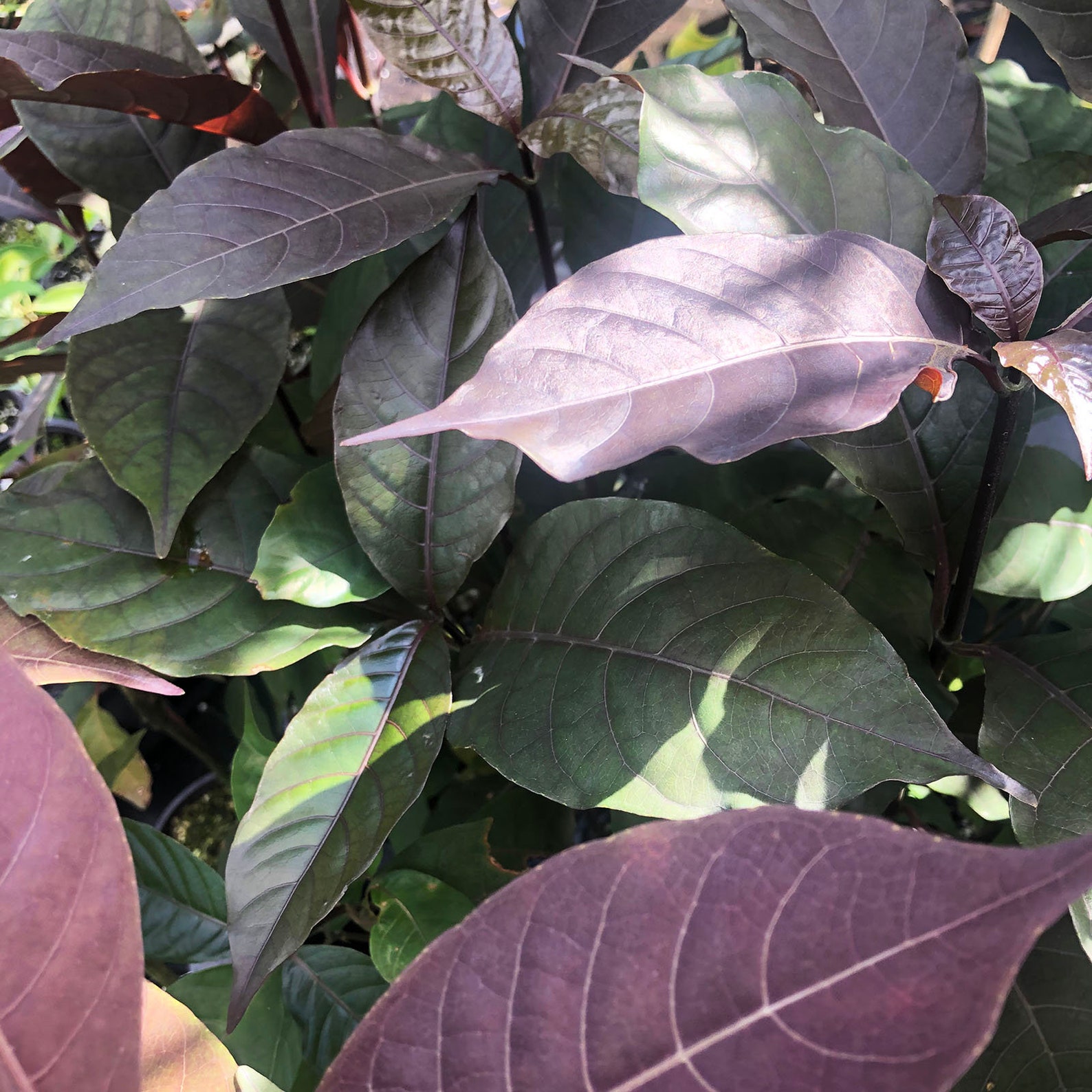 MILK CHOCOLATE Jamaican Croton Tropical Live Plant Bronze Etsy