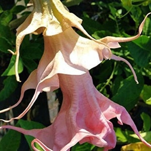 Brugmansia DALENS AMOUR Angels Trumpet Tropical Live Plant Fancy Triple Flower Pink Peach Yellow Starter Size 4 Inch Pot Emeralds TM