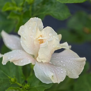 Elephant Ear,  Fancy Collectors Heirloom Hibiscus, Live Plant, Crested White Flower 6-8" Tall - 4 Inch Pot