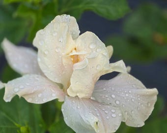 Elephant Ear,  Fancy Collectors Heirloom Hibiscus, Live Plant, Crested White Flower 6-8" Tall - 4 Inch Pot