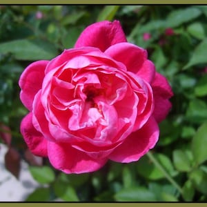 LOUIS PHILLIPE Rose Bush Plant Old Heirloom Own Root Antique Garden Perpetual Bloom Red Pink Double