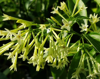 Night Blooming Jasmine Cestrum Live Plant Fragrant Green White Flower - 8-12" Tall