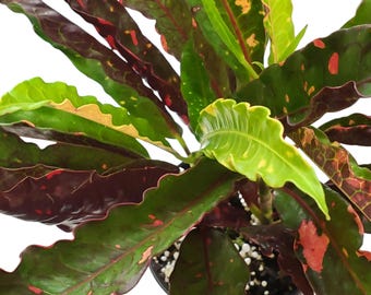 fortune plants indoor Fortune Plant (XL1) in Nursery Pot  Shopleaf Plant Studio
