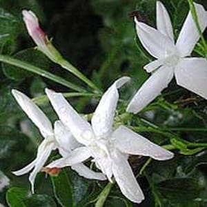Jasmine OFFICINALE Vine Live Plant Spanish Poet French Fragrant White Spring Flower