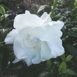 Gardenia 'Mystery',  Heirloom Faviorite,  Live Plant, 8 -10" Tall