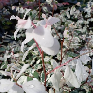 DWARF NANA Snowbush Live Plant Unique Small White Green Leaves Indoor Outdoor Fairy Garden