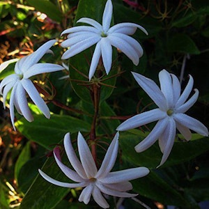 Jasmine STAR Semi-Tropical Flowering Shrub Live Plant Nitidum Shining Windmill White Fragrant Bloom Starter Size