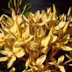 DWARF YELLOW Ixora Miniature Taiwanensis Tropical Low Growing Flowering Shrub Live Plant Starter Size