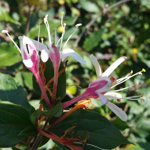 Cabernet Burgundy Leaf Honeysuckle Vine LIve Plant Fragrant White Pink Spring Flowers Starter Sz 4