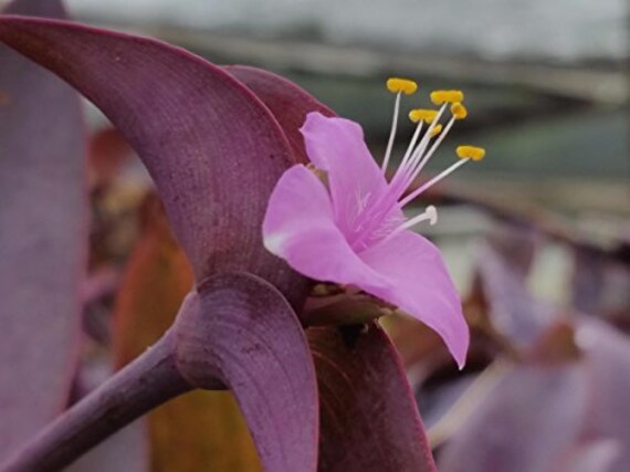 Purple Queen Heirloom Ground Cover Live Tropical Plant Etsy