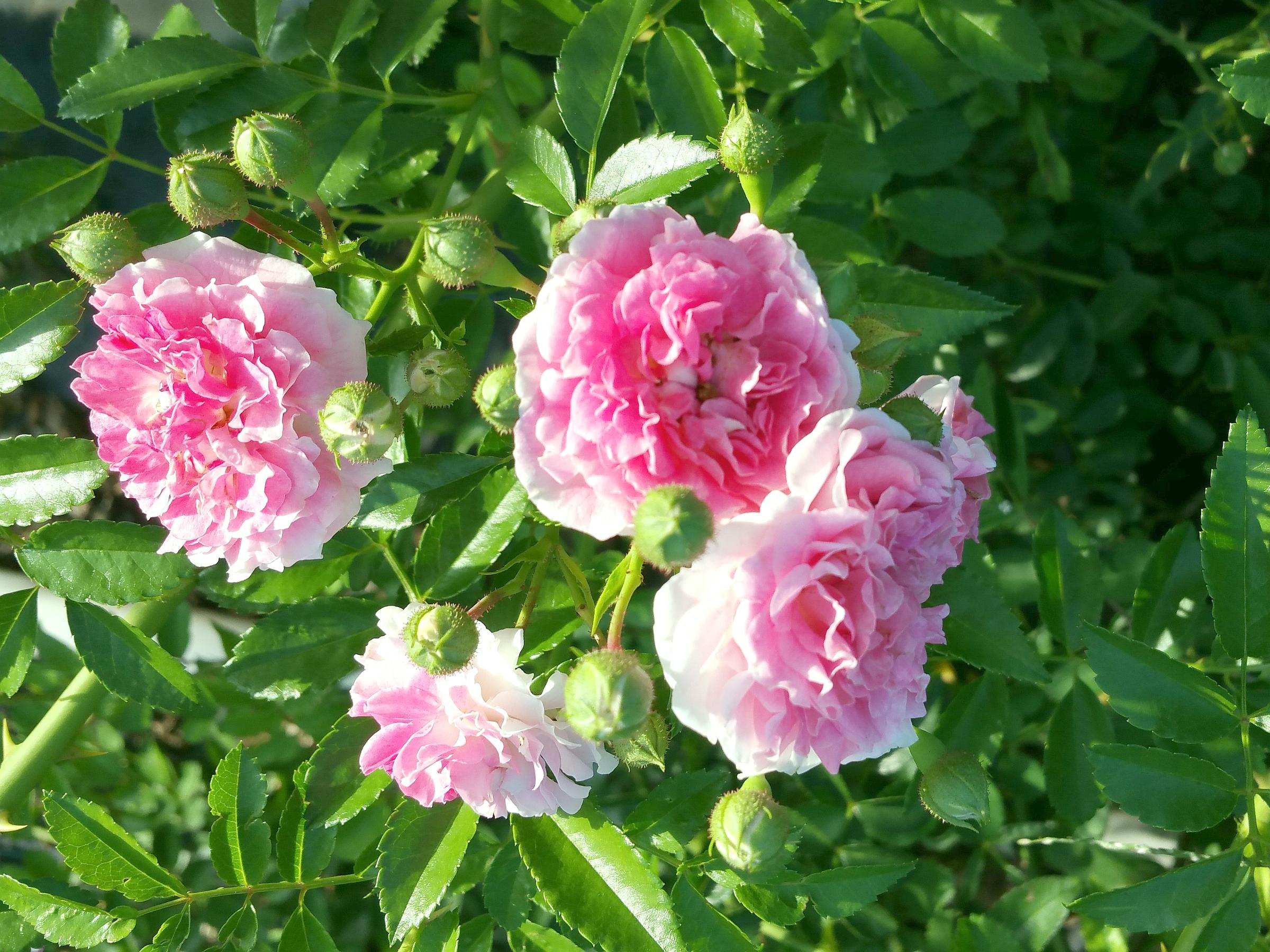 Heritage Rambling Roses SEVEN SISTERS Old Garden Antique Heirloom Climbing Rambler Rose Bush - Etsy
