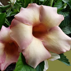 Chocolate Swirl Allamanda Vine Plant Rare Mauve Cream Pink Blush Trumpet Flower