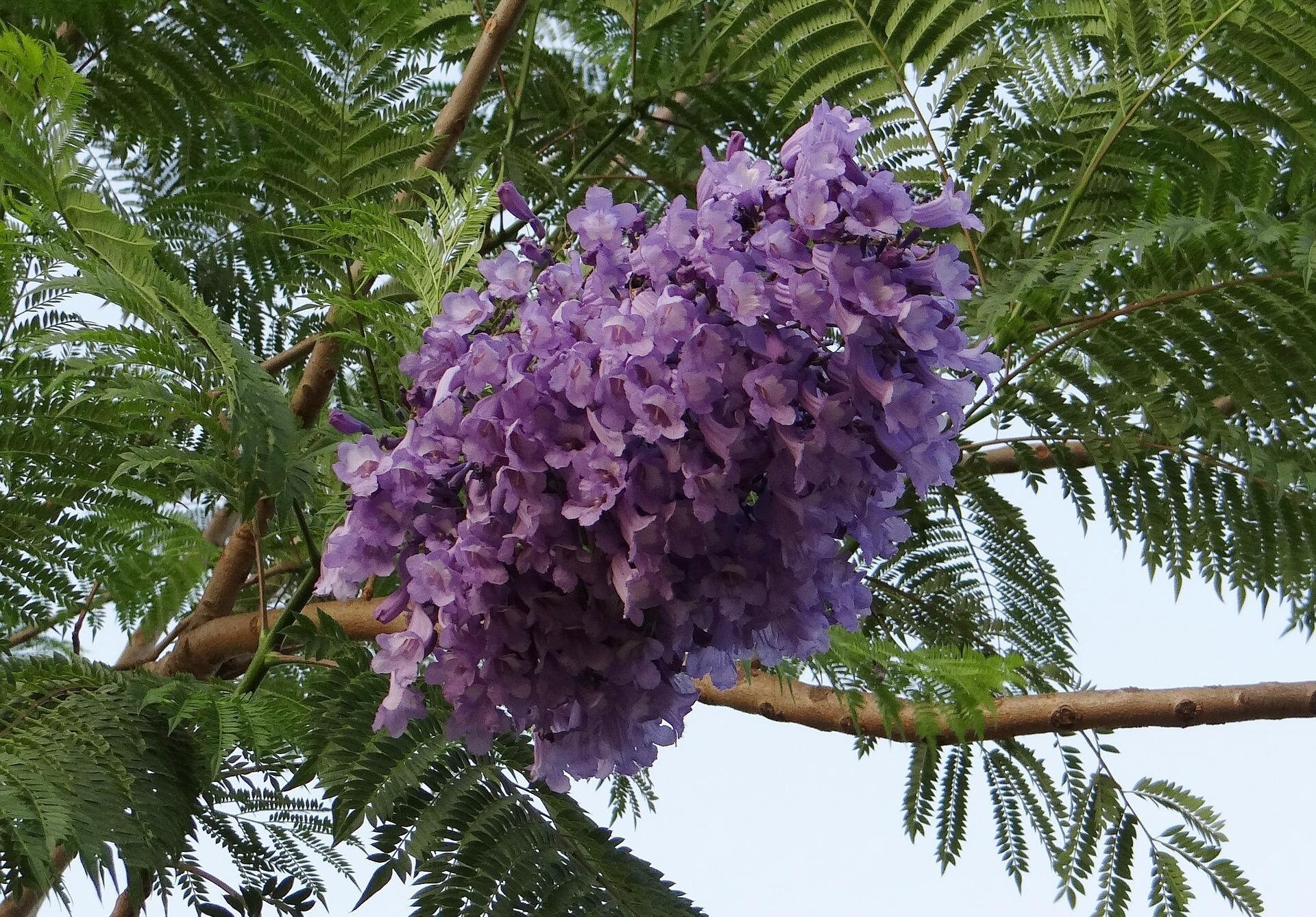 JACARANDA PURPLE Mimosifolia Live Tropical Tree Plant Showy Blooms La…