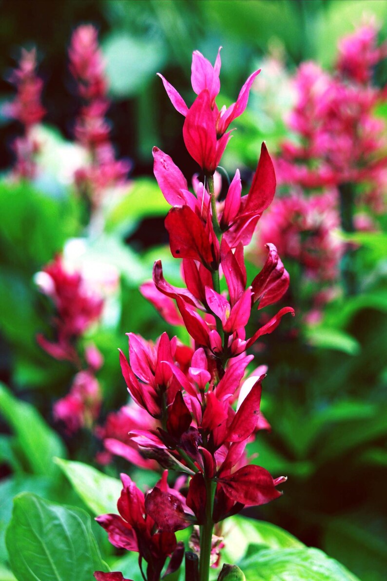 BRAZILIAN CLOAK Tropical Red Flowering Live Shrub House Plant Etsy de