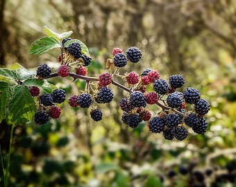 MYSORE RASPBERRY Tropical Fruiting Flowering Live Bush Plant Bears Delicious Red Indigo Fruit