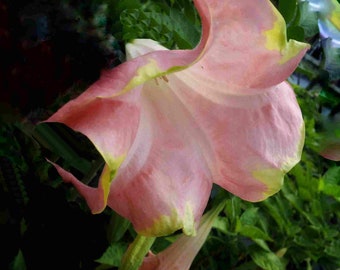 Brugmansia SANTA ROSA Angels Trumpet Live Tropical Plant  Large Single Peach Pink  Bloom Starter Size