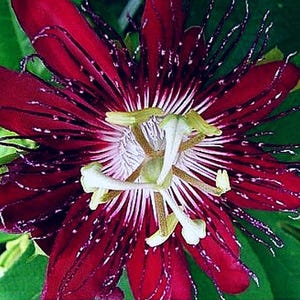 Lady Margaret Red Burgundy Passion Flower Vine Live Plant - 6-10" Long - 4 Inch Pot