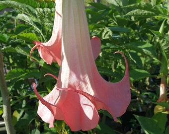 Brugmansia DOLA Angels Trumpet Live Tropical Fragrant Plant Peach Single Flower Hybrid Starter Size