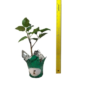 Hibiscus FAIRY MUSIC Exotic Fancy Tropical Plant Single Pale Yellow Lavender Flower afbeelding 3