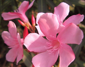 Oleander Nerium APPLE BLOSSOM Semi-Tropical Plant Salt Tolerant Medium Pastel Pink Bloom Starter Size