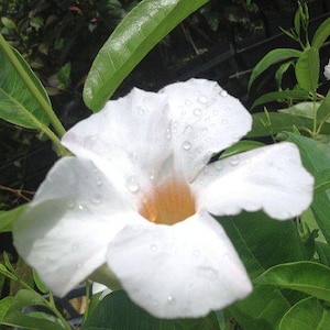Mandevilla Dipladenia WHITE BOLIVENSIS Tropical Vine Live Plant Lightly Fragrant Trumpet Flowers