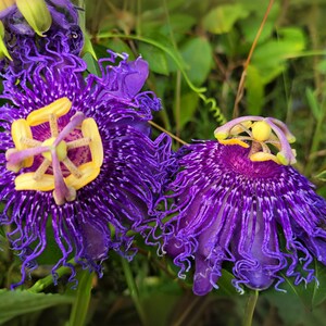 Passiflora Incarnata-Cincinnata Starter Plant - Purple Flower Yellow Fruit Passion Vine (USA Grown) 7 thumbnail image
