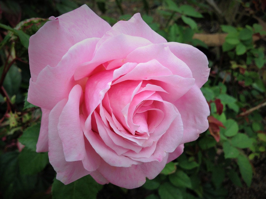 BELINDAS DREAM Heirloom Rose Bush Plant Fragrant Double Pink Flower Perpetual Bloomer