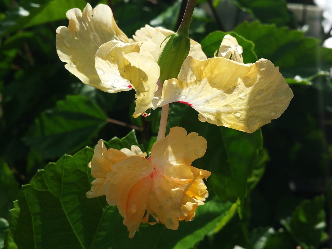 Lions Tail Apricot YELLOW Pom Pom Tropical Hibiscus Live Plant Etsy