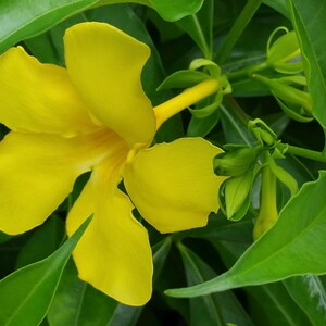Allamanda Golden Butterfly Semi-Tropical Perennial Plant Yellow Trumpet Flowers Starter Size